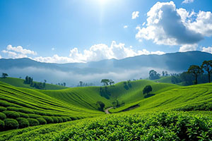 Nuwara Eliya Tea Tour
